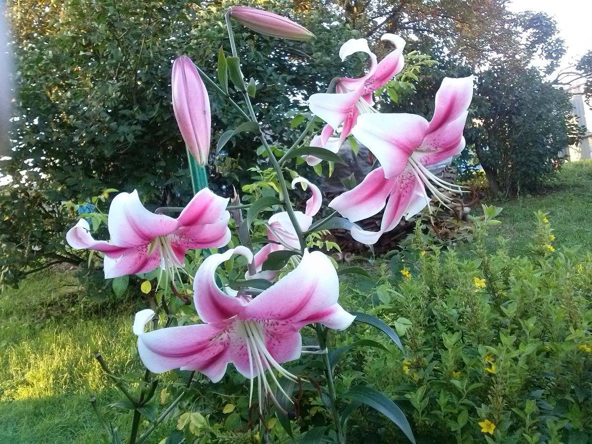 Фотографии номера Двухместный номер с 2 отдельными кроватями, вид на сад в Гостевом доме Guest House on Frunze Полоцк